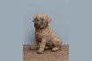 Miniature Figurine chien en résine marron Carlin 1