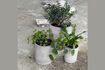 Miniature Lot de 3 cache-pots en ciment gris clair Ave 3